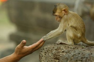 A monkey and a human hand